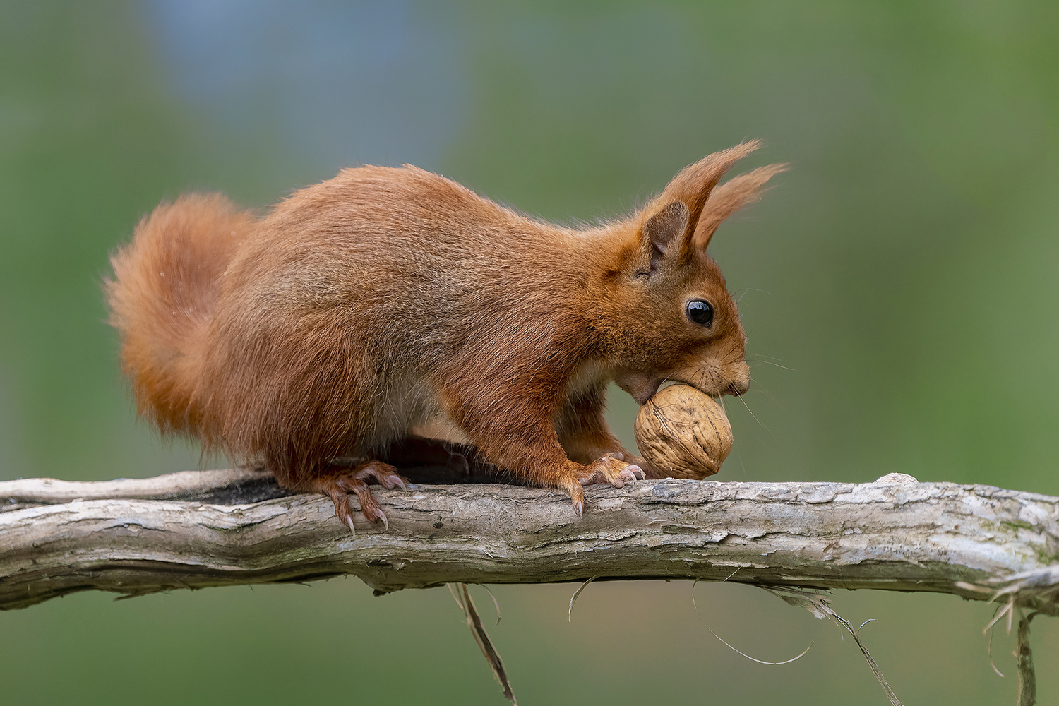 "Unser" Eichhörnchen