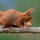 "Unser" Eichhörnchen