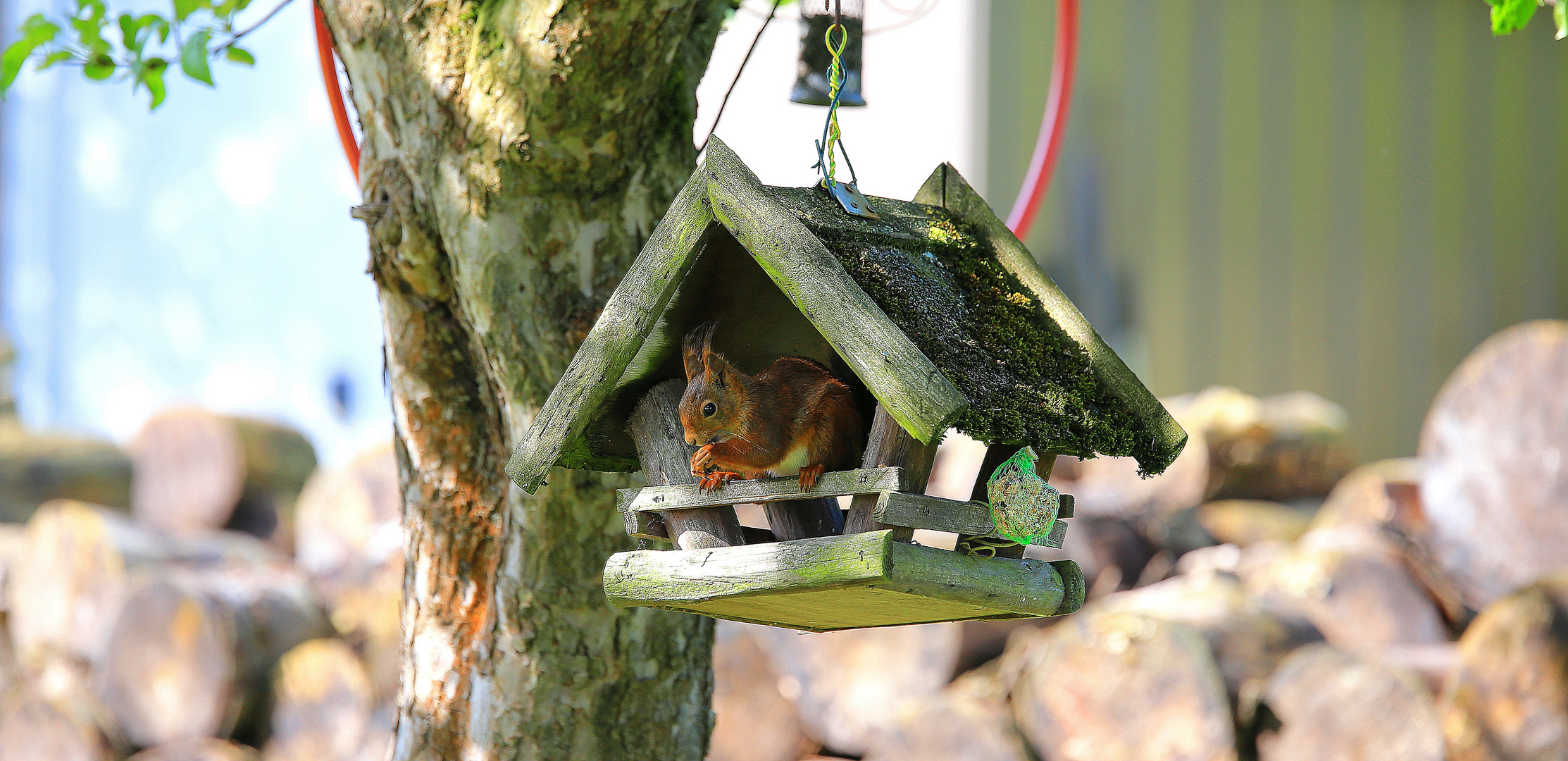 Unser Eichhörnchen im Futterhaus