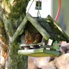 Unser Eichhörnchen im Futterhaus