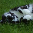 Unser "Einstein" geniesst mal wieder den Garten