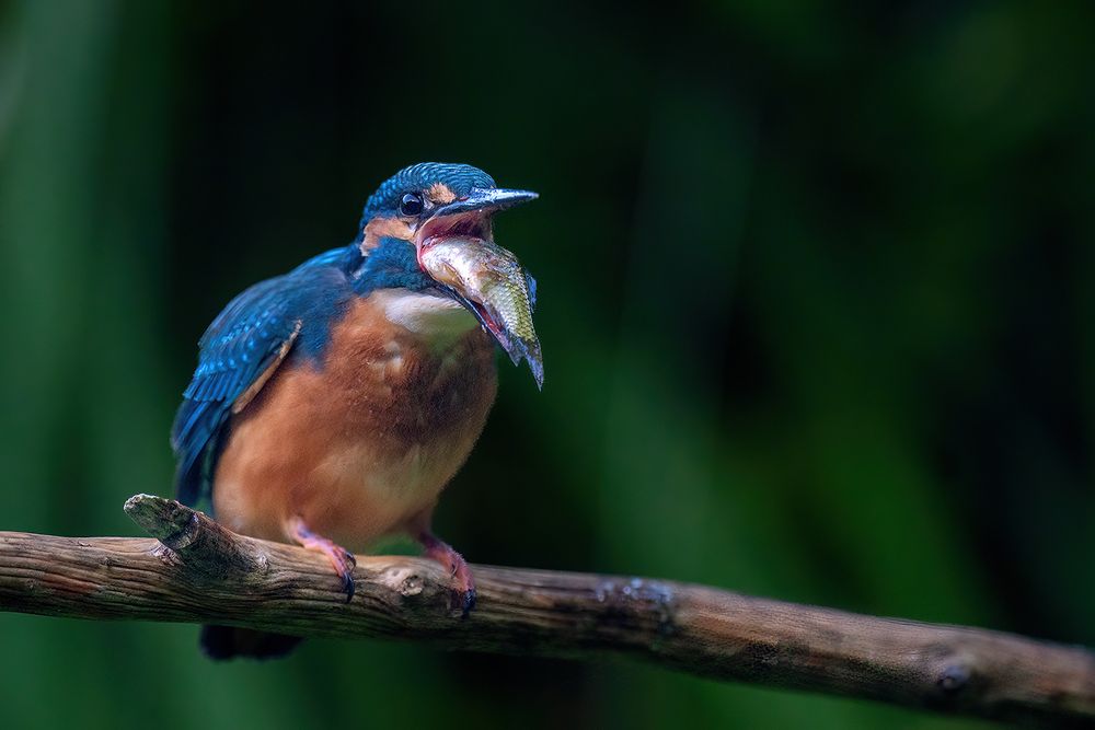 "Unser" Eisvogel ...