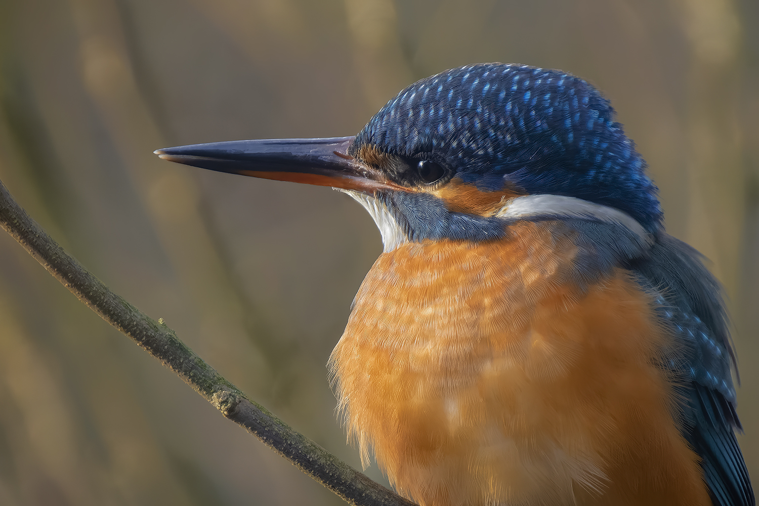 "Unser" Eisvogel genießt die Morgensonne