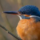 "Unser" Eisvogel genießt die Morgensonne