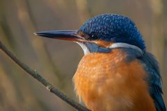 "Unser" Eisvogel genießt die Morgensonne