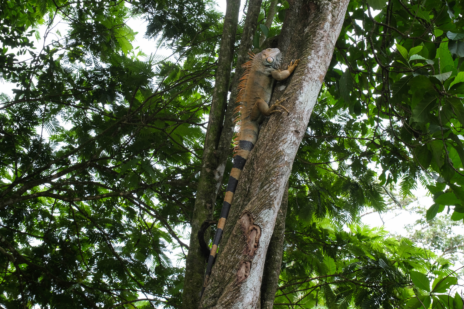 ...unser Empfang nach unserer Bootsfahrt im Tortuguero NP...