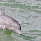 Unser erster Delfin