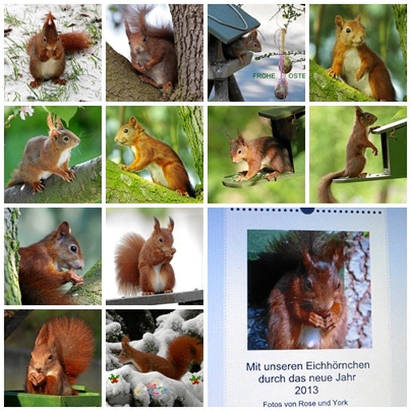 Unser erster Eichhörnchen Kalender