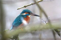 Unser erster Eisvogel 