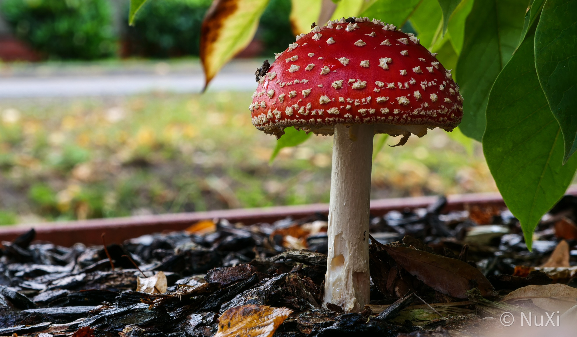 Unser erster Fliegenpilz 