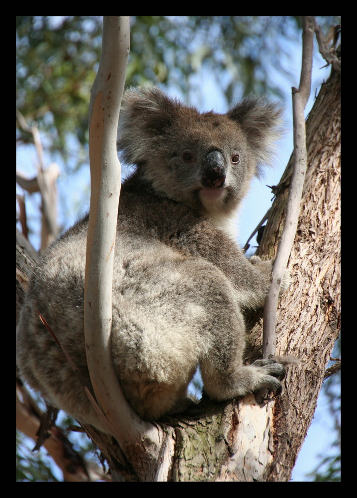 Unser erster freilebender Koala auf Kangaroo Island