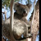 Unser erster freilebender Koala auf Kangaroo Island