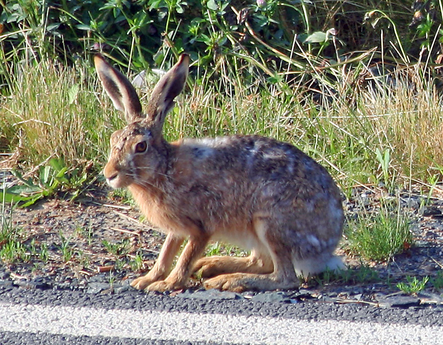 unser erster Hase und eine Riesenfreude !!!