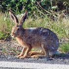 unser erster Hase und eine Riesenfreude !!!