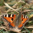 Unser erster Kleiner Fuchs (Agalis urticae) des Jahres!