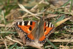 Unser erster Kleiner Fuchs (Agalis urticae) des Jahres!