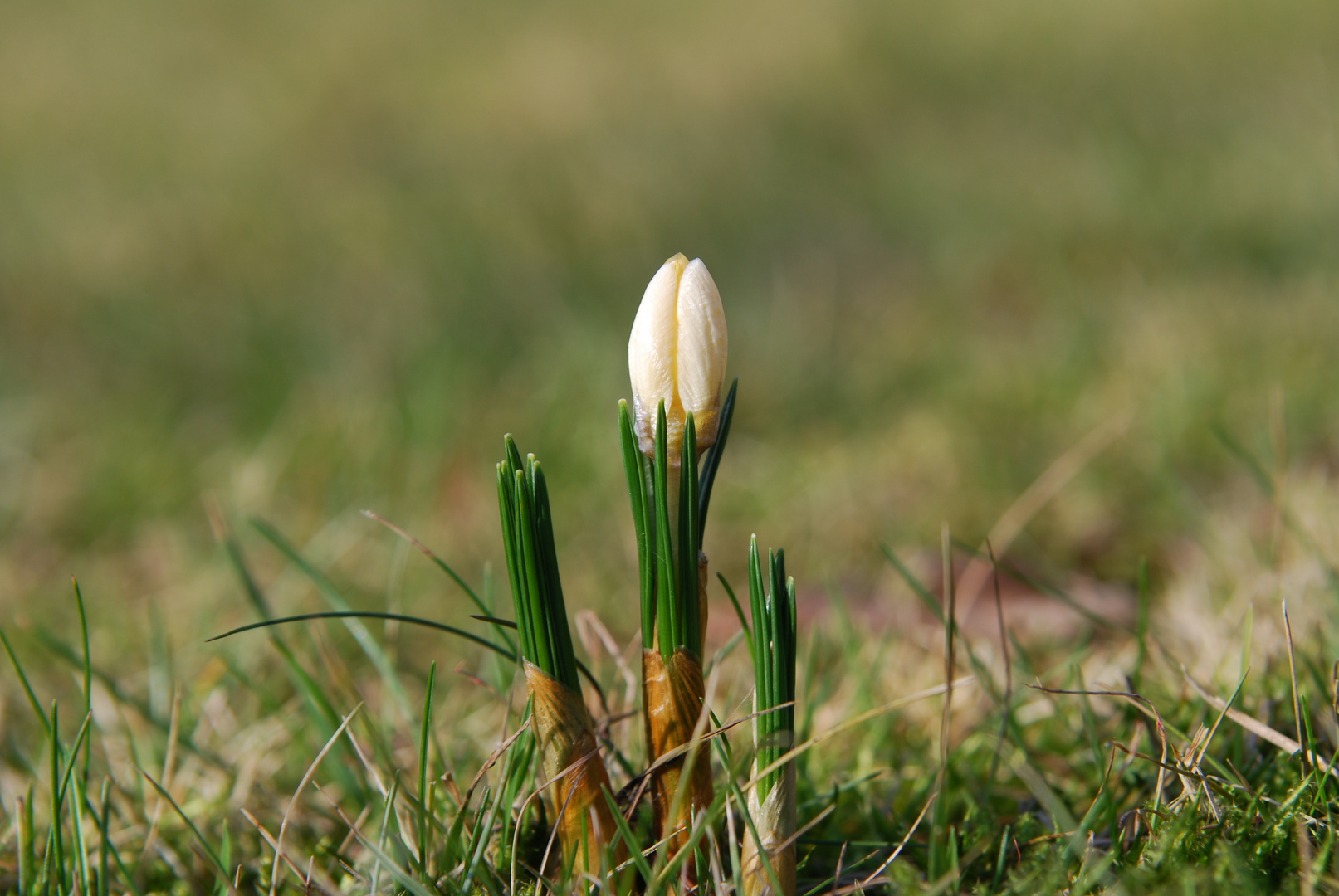 Unser erster Krokus im eigenen Garten