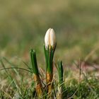 Unser erster Krokus im eigenen Garten