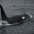 Unser erster Orca im Fjord von Kenai National Park