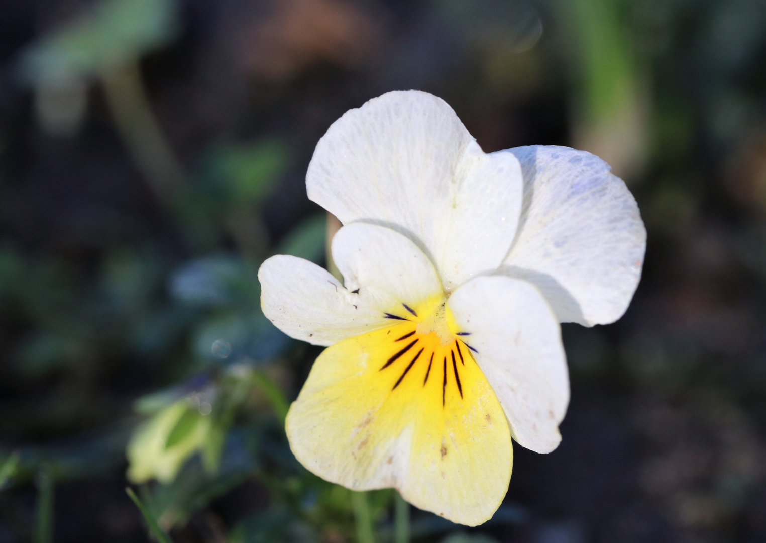 Unser erstes Gartenblümchen...