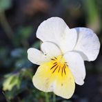 Unser erstes Gartenblümchen...