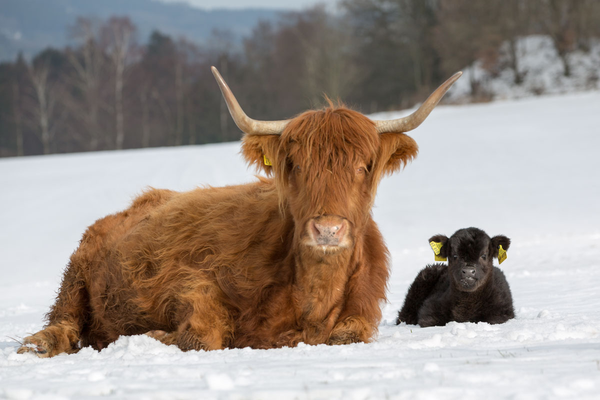 Unser erstes Kalb 2013....