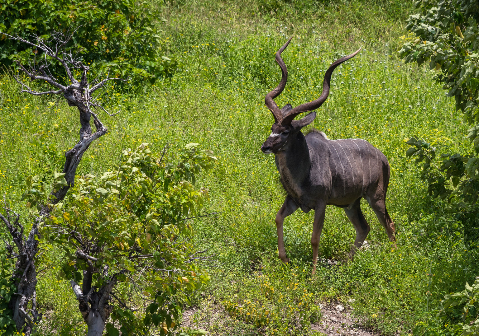 Unser erstes Kudu