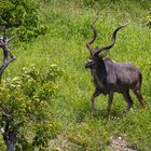 Unser erstes Kudu