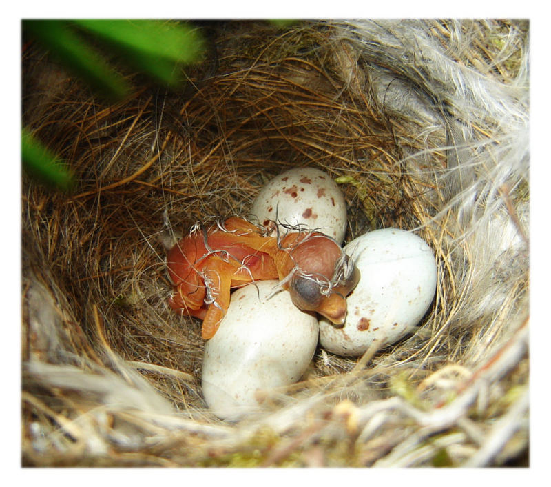 Unser erstes Vogelbaby