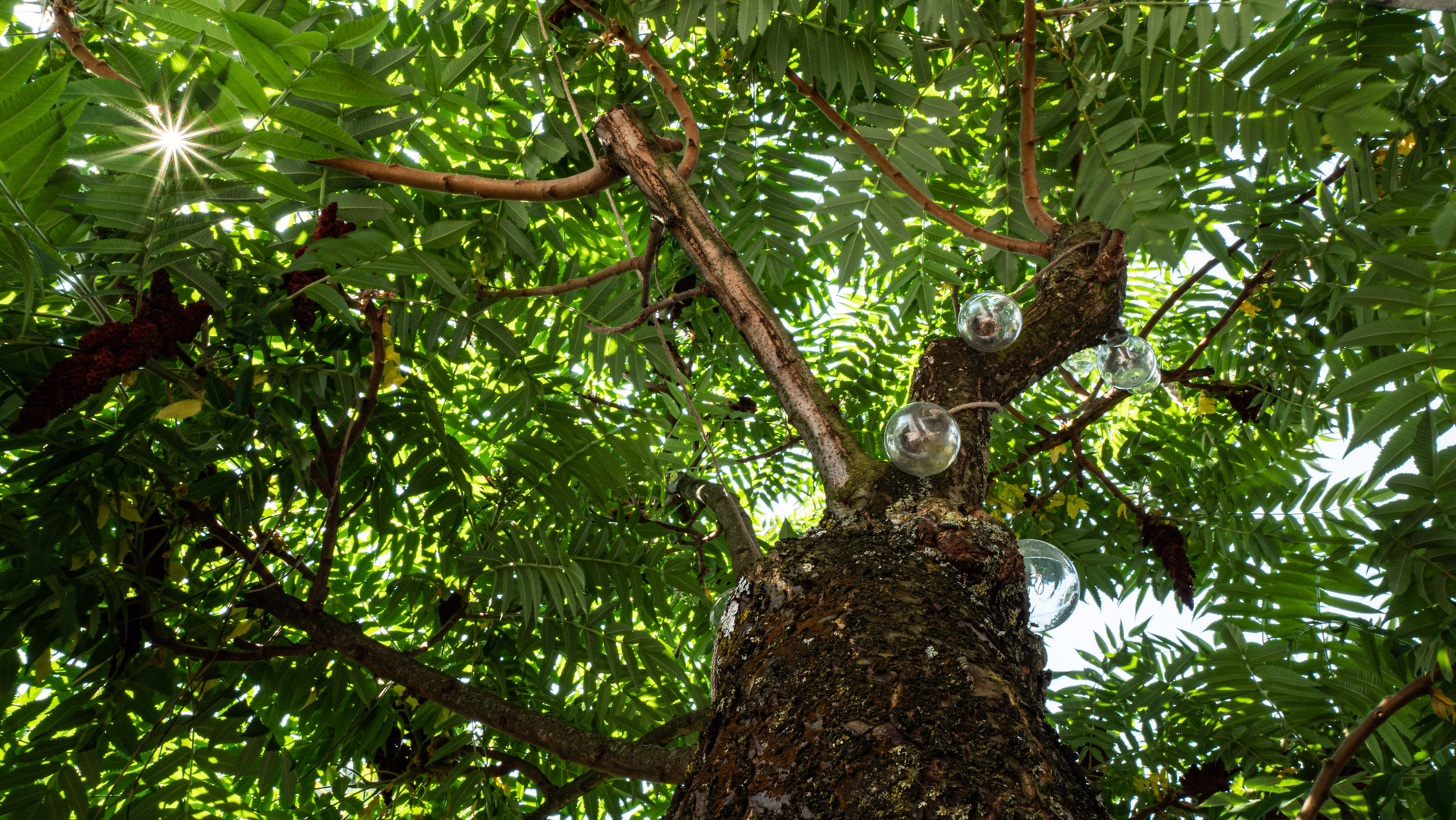 Unser Essigbaum im Garten