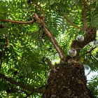 Unser Essigbaum im Garten