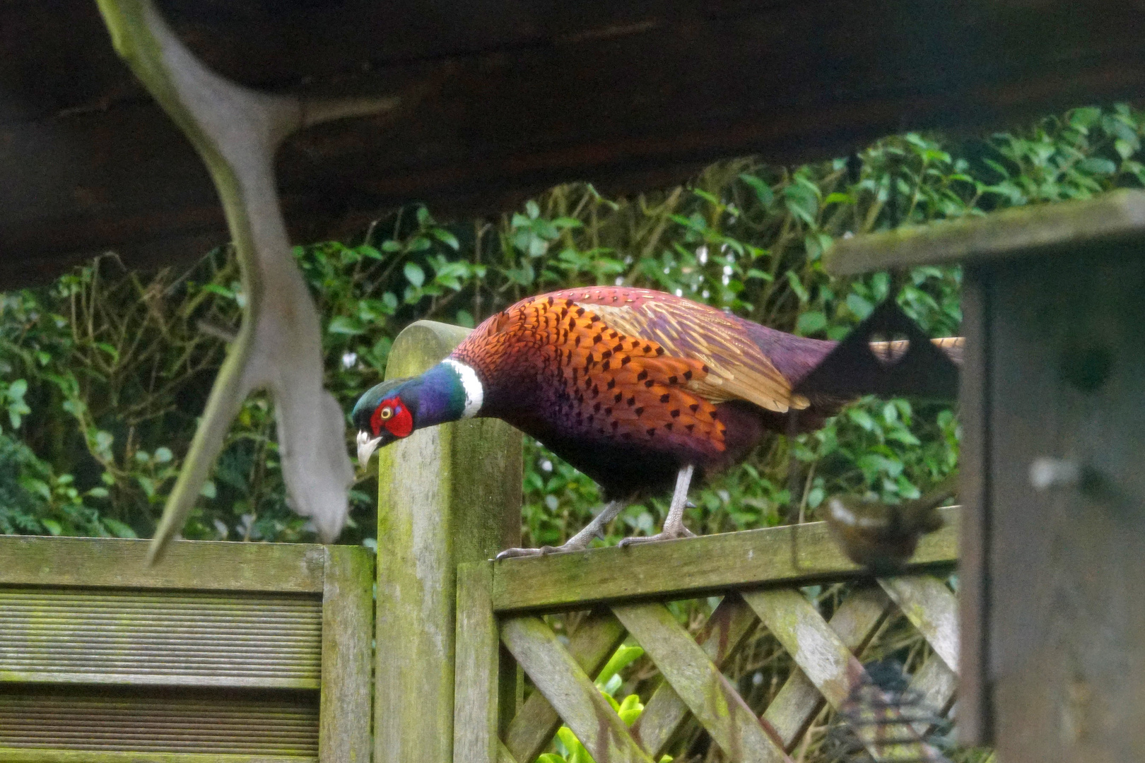 &amp;quot;Unser&amp;quot; Fasan... Foto &amp; Bild | natur, vögel, wildlife Bilder auf ...
