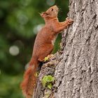 Unser (fast) täglicher Besucher