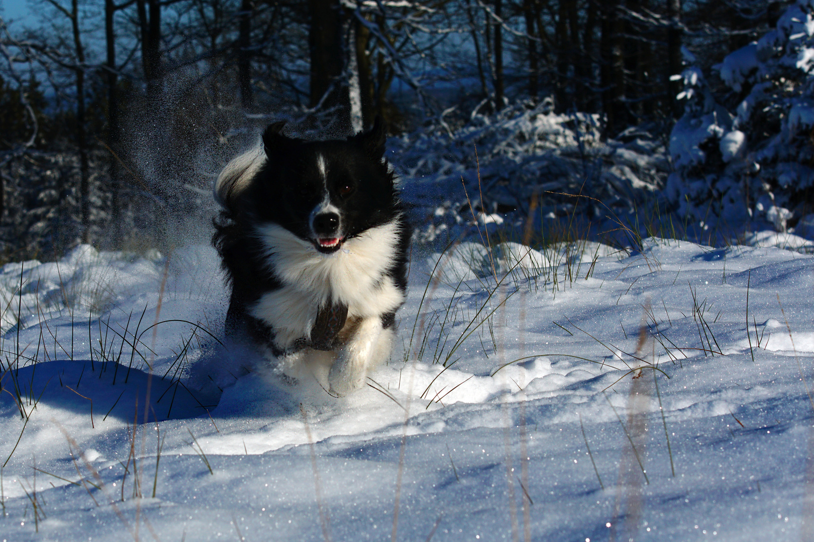 Unser Fellmonster