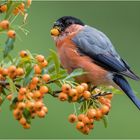 unser Feuerdornbeeren - Gourmet  .....