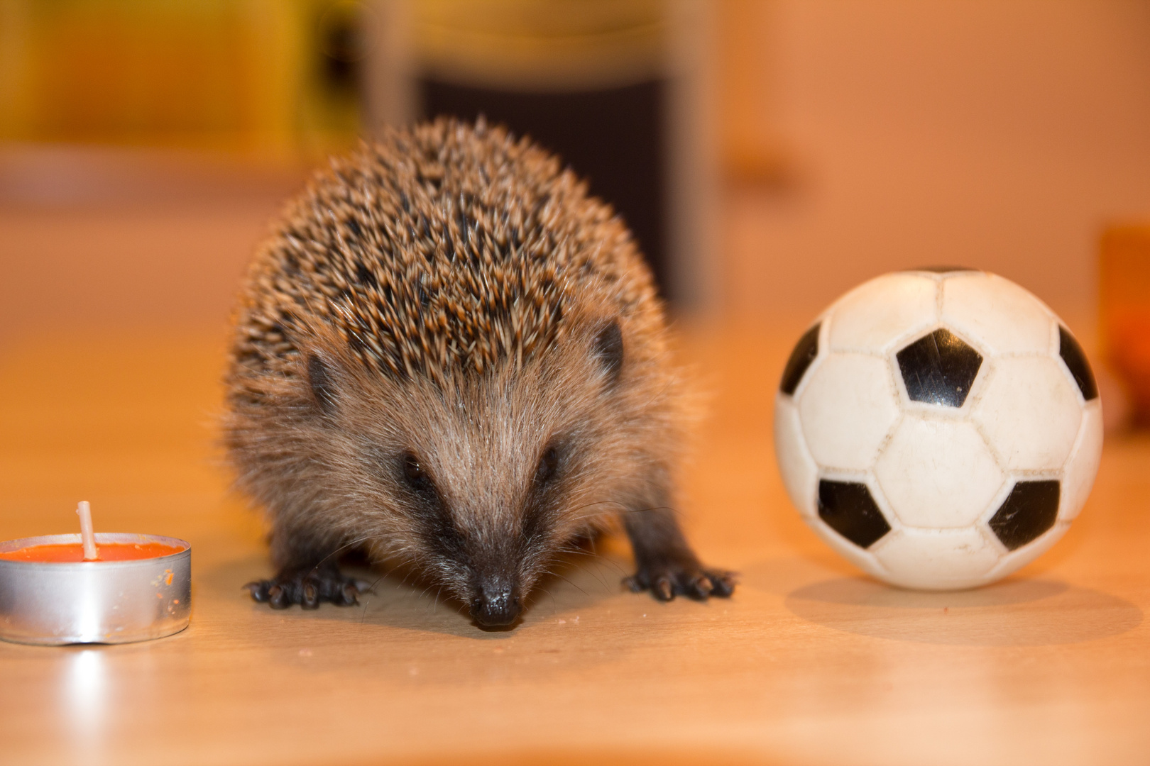 Unser Findelkind der Igel