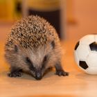 Unser Findelkind der Igel