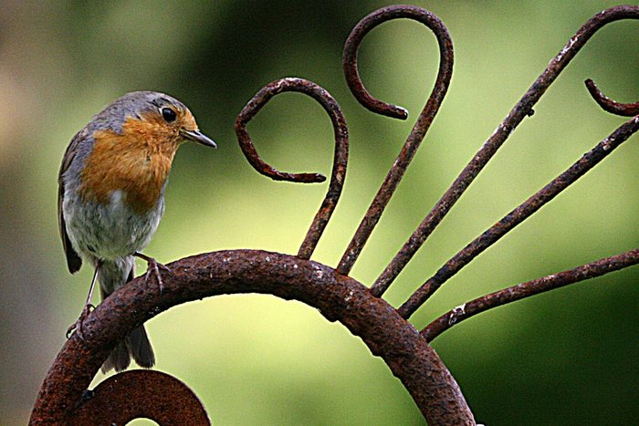 UNSER FLEISSIGER MAXI! NISTET BEI UNS IM GARTEN!