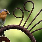 UNSER FLEISSIGER MAXI! NISTET BEI UNS IM GARTEN!