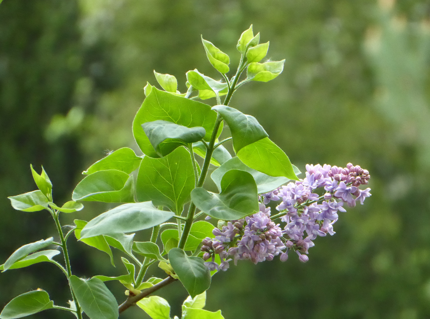 Unser Flieder im Garten