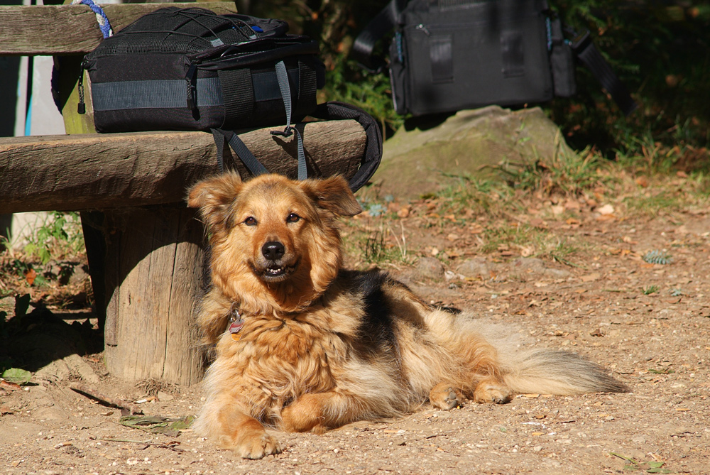 unser Foto-Ausrüstungs-Bewach-Hund