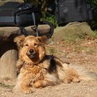 unser Foto-Ausrüstungs-Bewach-Hund