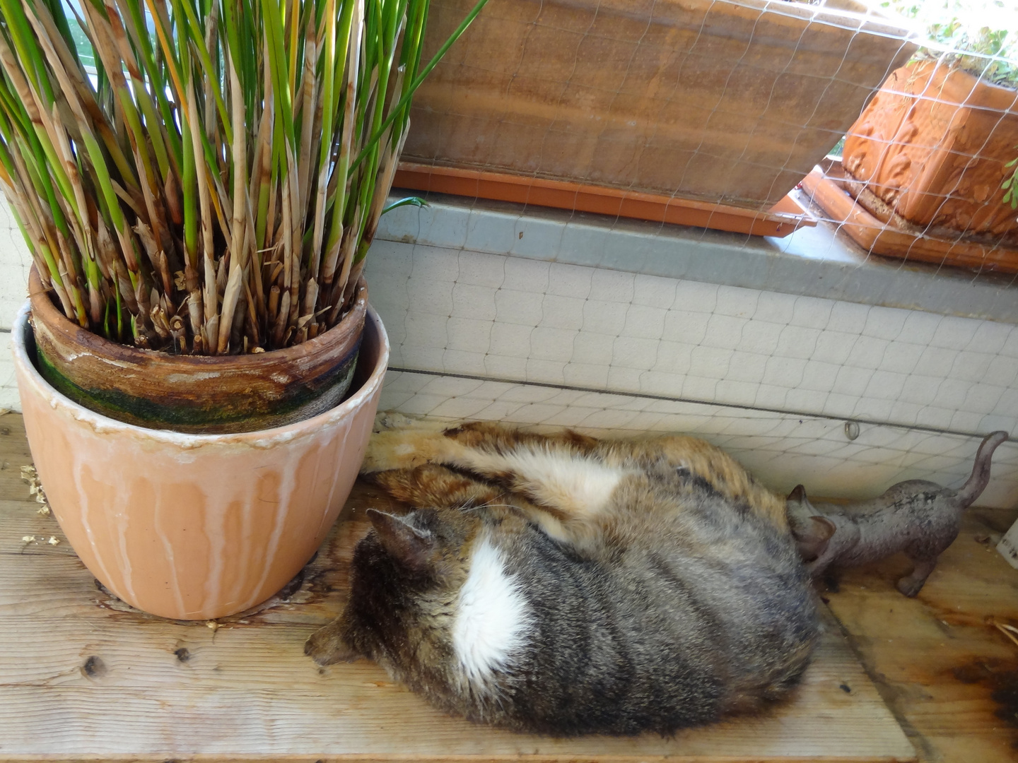 Unser Freddy Opa geniest den Balkon