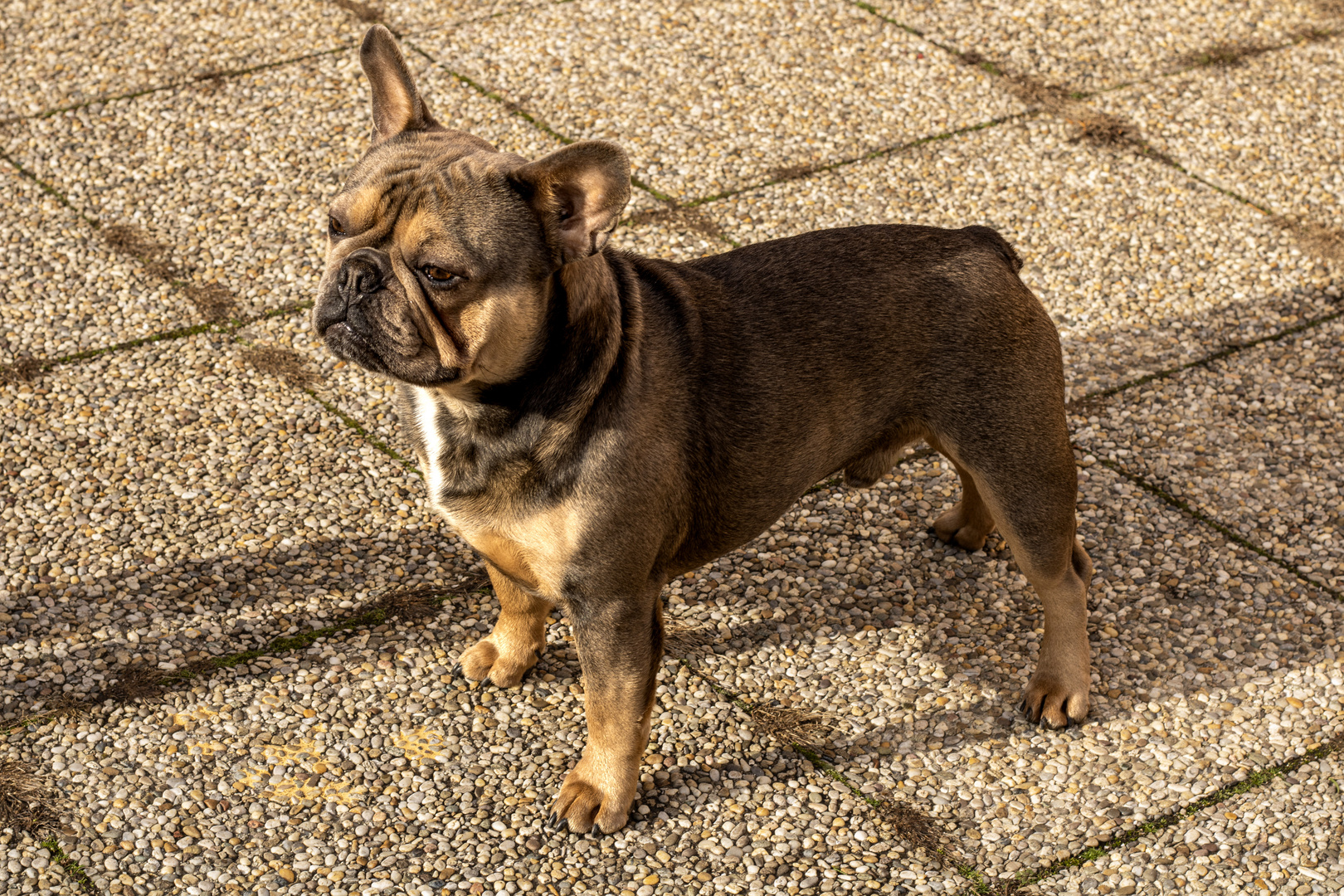 Unser Frenchie "Louis"