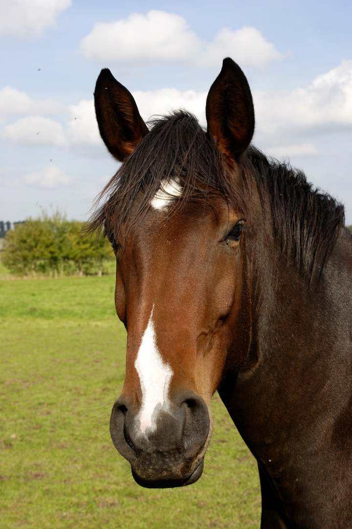 Unser Freund, das Pferd