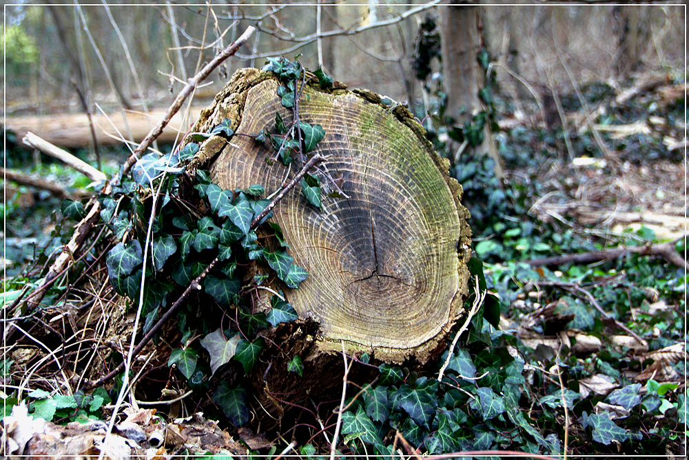 Unser Freund der Baum