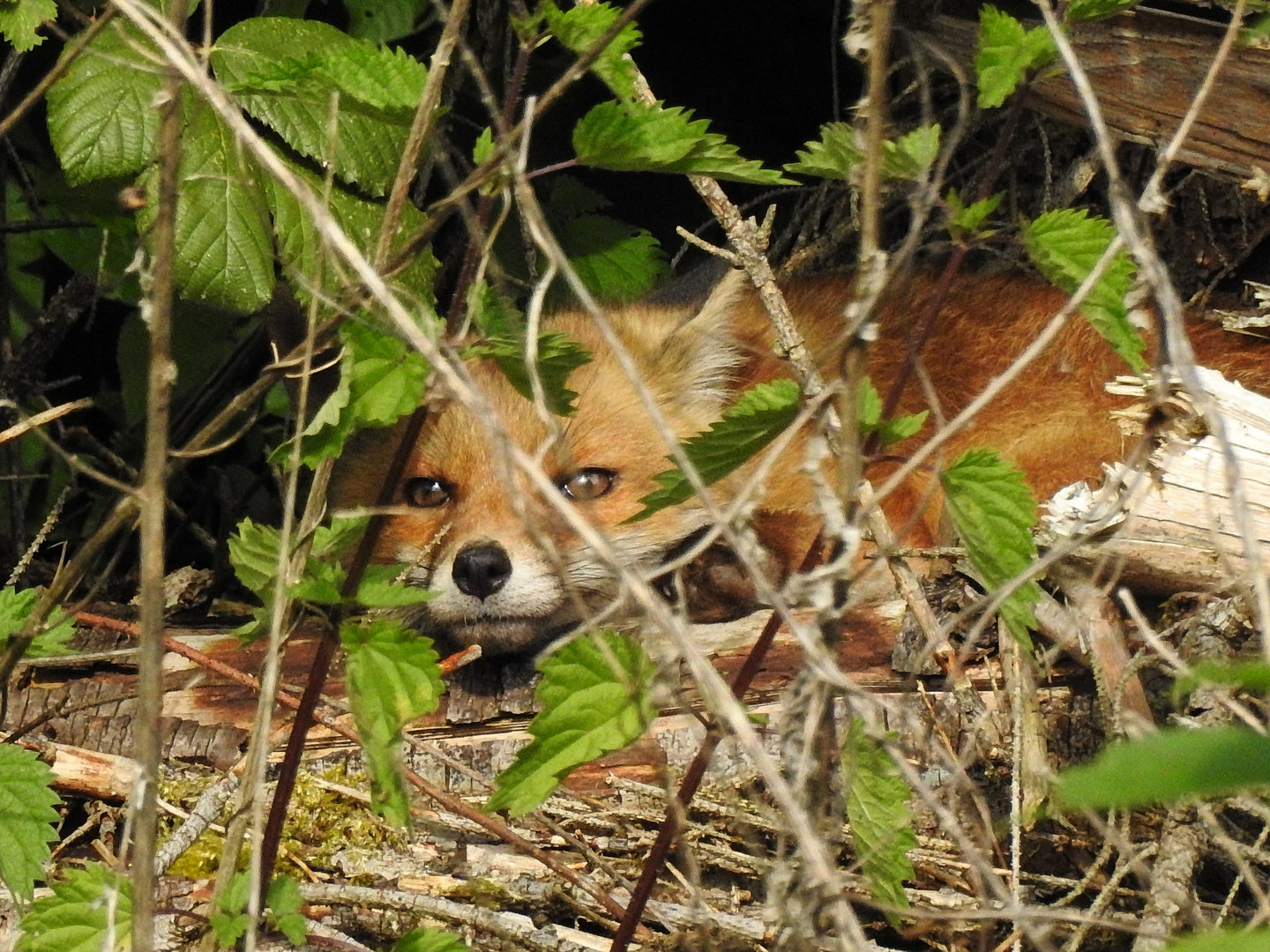 Unser Freund der Fuchs war auch wieder da