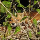 Unser Freund der Fuchs war auch wieder da