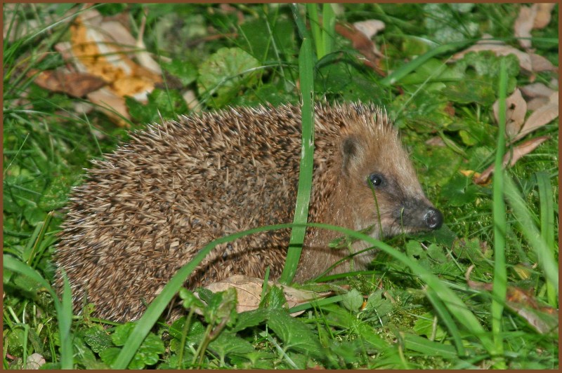 Unser Freund im Garten