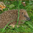 Unser Freund im Garten